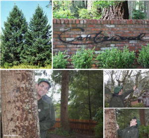 Steve looking at trees in Canterwood